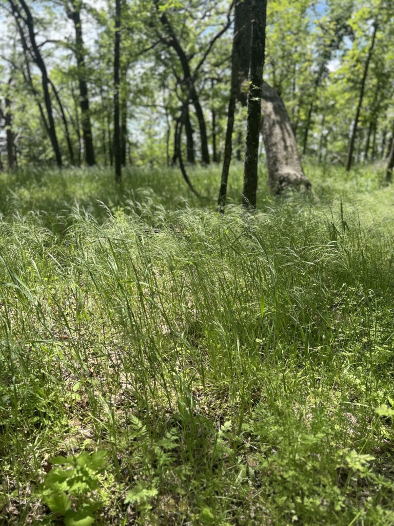 Pea Ridge